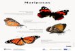 Mariposas - Gobierno de Canarias...Mariposas. Mariposas. Cyclyrius webbianus. Especie de mariposa endémica de las Islas Canarias. Vuela durante todo el año en las islas centrales