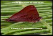 Mariposas diurnas - Field Museum of Natural History · MARIPOSAS DIURNAS (Papilionoidea) en Guasca. Cundinamarca - Colombia. N 4º 47’ 45.53’’ – W 73º 54’ 10.38’’Altitud: