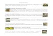 Oxypelatum solanoides - La Costa Partido · 2021. 1. 11. · Flor morada - Echium platagineum Hierbas anuales. Tallos pubescentes. Hojas basales arrosetadas con pelos blancos simples