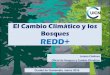 El Cambio Climático y los Bosques REDD+ · 2016. 3. 28. · El Cambio Climático y los Bosques REDD+ Lorena Córdova Oficial de Bosques y Cambio Climático Ciudad de Guatemala, marzo