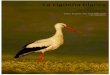 La cigüeña blanca - dipalme.org...La cigüeña blanca es un ave paleártica con distribución europea y asiática, en la Península ibérica es donde se dan la mayor presencia de
