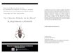 “La Chinche Foliada de los Pinos” Leptoglossus occidentalis · 2020. 5. 4. · Serie de divulgación sobre insectos de importancia ecológica, económica y sanitaria ISSN Impreso: