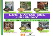 Oncifelis geoffroyi LOS GATOS DEL URUGUAY...relacionado con los pequeños felinos ya que carece de aparato de fonación adaptado para rugir, a pesar de lo cual es capaz de realizar