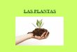 LAS PLANTAS - WordPress.com · 2020. 11. 17. · FOTOSíNTESIS oxigeno De dia las plantas realizan la fotosíntesis y la respiración, pero desprenden más oxígeno que dióxido de