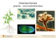 Interacciones - fcen.uncuyo.edu.arfcen.uncuyo.edu.ar/upload/clase-5-microsimbiontesbacterias.pdf · Las mayoría de las plantas que forman nódulos con bacterias fijadoras son leguminosas