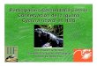 Participación Comunitaria para la Conservación de la Iguana · 2019. 9. 10. · Resultados Preliminares • 27.1% - Consumen carne de iguana • 77.8% - Consumen iguanas por su