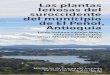 Las plantas leñosas del suroccidente del municipio de El Peñol, …ciencias.bogota.unal.edu.co/fileadmin/Facultad_de... · 2021. 4. 16. · permiten una agricultura de tipo intensivo,
