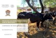 PROGRAMA DE SANIDAD E INOCUIDAD AGROALIMENTARIA … · 2021. 6. 24. · COMPENDIO DE INDICADORES 2016 14 | P á g i n a Programa de Sanidad e Inocuidad Agroalimentaria GUANAJUATO