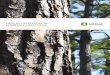 Guía de las especies de coníferas americanas · 2020. 10. 6. · paneles y ebanistería. Distribución y disponibilidad Crecen en 78 millones de hectáreas de superficie boscosa