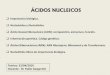 ÁCIDOS NUCLEICOStransparente.med.ucc.edu.ar/wp-content/uploads/2019/04/25...2019/04/25  · Ácido RiboNucleico (ARN) COMPOSICIÓN: Bases púricas o purínicas: Adenina y Guanina