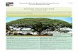 Samanea saman rain tree - Agroforestry Net -- Agroforestry