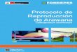 Protocolo de Reproducción de Arawana - Gob · 2018. 2. 22. · Protocolo de Reproducción de Arawana 7.2. Alimentación de reproductores Para peces reproductores formados en ambientes