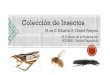 Colección de Insectos - SENASICAsinavef.senasica.gob.mx/Eventos/Content/Multimedia/1- Coleccion d… · La Colección de Insectos fue creada en el año 1998, siendo su primer enfoque