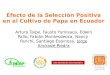 Efecto de la Selección Positiva en el Cultivo de Papa en Ecuador · 2020. 10. 14. · Efecto de la Selección Positiva en el Cultivo de Papa en Ecuador Arturo Taipe, Fausto Yumisaca,