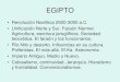 EGIPTOhorarioscentros.uned.es/.../305377/2egipto.pdf · 2011. 10. 25. · EGIPTO • Revolución Neolítica 2500-3000 a.C. • Unificación Norte y Sur. Faraón Narmer. Agricultura,