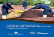 COSECHA, BENEFICIO Y CALIDAD DEL GRANO DE CACAO · Este proceso poscosecha del cultivo de cacao está compuesto por dos actividades fundamentales (fermentación y secado) que permiten
