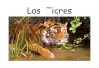 Los Tigres - Mustard Seed Books · Los tigres tienen dientes grandes y afilados que les ayudan a cazar y a comer. Cazan de noche cuando es más fácil para acercarse sigilosamente