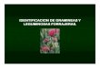 IDENTIFICACION DE GRAMINEAS Y LEGUMINOSAS FORRAJERAS. · 2013. 2. 24. · IDENTIFICACION DE GRAMINEAS FORRAJERAS. - Son monocotiledóneas. - Tallo cilíndrico, que presenta nudos,