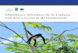Mamíferos Silvestres de la Cadena Volcánica Central de Guatemala · 2019. 12. 12. · metorito de Guatemala, Microtus guatemalensis, es la especie que tiene la distribución más