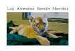 Los Animales Recien Nacidos - Mustard Seed Booksmustardseedbooks.org/wordpress/books/Spanish/Los Animales... · Al gato recién nacido le decimos gatito. Aquí está un perro recién