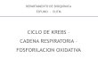 CICLO DE KREBS CADENA RESPIRATORIA FOSFORILACION … · 2021. 4. 14. · El metabolismo aeróbico tiene 3 fases: I. Oxidación de glucosa, algunos aminoácidos y ácidos grasos en