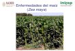 Enfermedades del maíz Zea mays - CESAVE Son · 2020. 3. 17. · Enfermedades del maíz (Zea mays) Generalidades Enfermedad: cualquier alteración fisiológica que resulte en detrimento