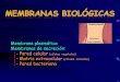 Membrana plasmática Membranas de secreción: - Pared 