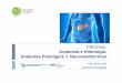 Anatomía e Histología. Anatomía Patológica T. Neuroendocrinos