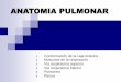 ANATOMIA PULMONAR - atena.uts.edu.co