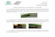 Control de insectos en pasturas y forrajes-Carta circular 
