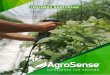 INSUMOS AGRÍCOLAS - AgroSense
