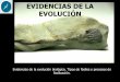 EVIDENCIAS DE LA EVOLUCIÓN