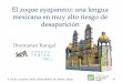 El zoque ayapaneco: una lengua mexicana en muy alto riesgo 