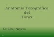 Anatomía Topográfica del Tórax