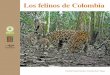 Los felinos de Colombia - Humboldt