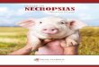 TALLER DE NECROPSIAS - Special Nutrients, INC