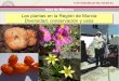 Las plantas en la Región de Murcia Diversidad 