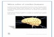 Mitos sobre el cerebro humano