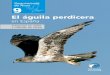 El águila perdicera en España. Población en 2005 y método 