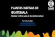 PLANTAS NATIVAS DE GUATEMALA