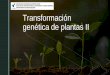 Transformación genética de plantas II