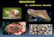 L. molluscus, blando) - e-natura.unsa.edu.ar