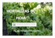 HORTALIZAS DE HOJA - aulavirtual.agro.unlp.edu.ar