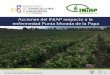 Acciones del INIAP respecto a la enfermedad Punta Morada 