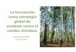 La forestación como estrategia global de combate contra el 