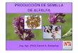 PRODUCCIÓN DE SEMILLA DE ALFALFA - Embrapa