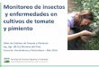 Monitoreo de insectos y enfermedades en cultivos de tomate 