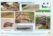 Anfibios y Reptiles - montes.upm.es