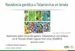 Resistencia genética a Tobamovirus en tomate