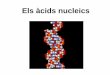 Els àcids nucleics - No-IP